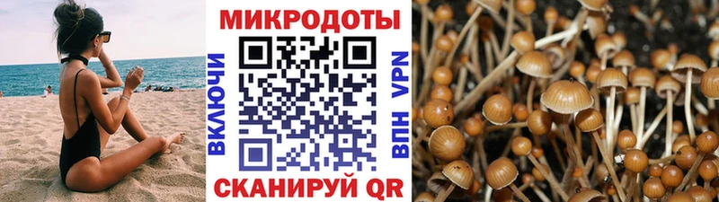 Купить  Сураж  Псилоцибиновые грибы прущие грибы 